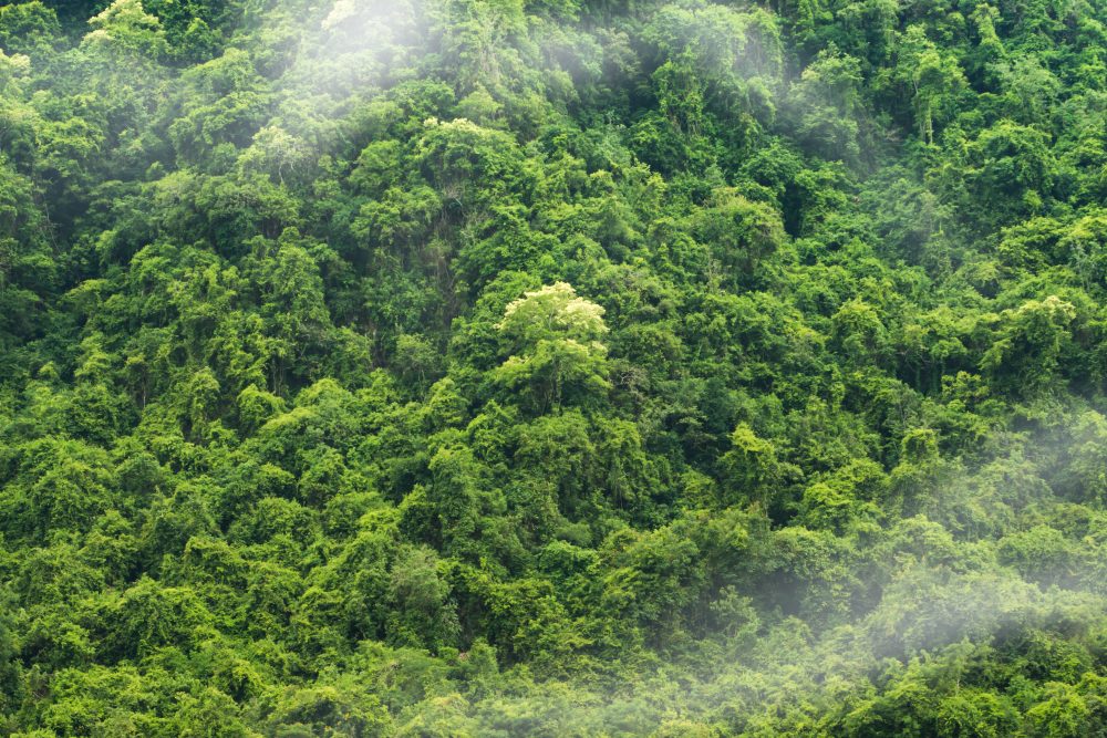 The Amazon rainforest in Brazil, which has been partially cleared for feed crops and cattle grazing.