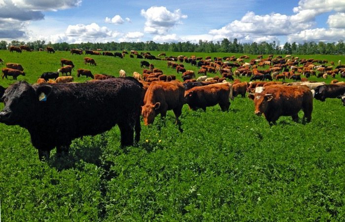 Cattle in a field. If cows were a country, their emissions would exceed those of the EU.