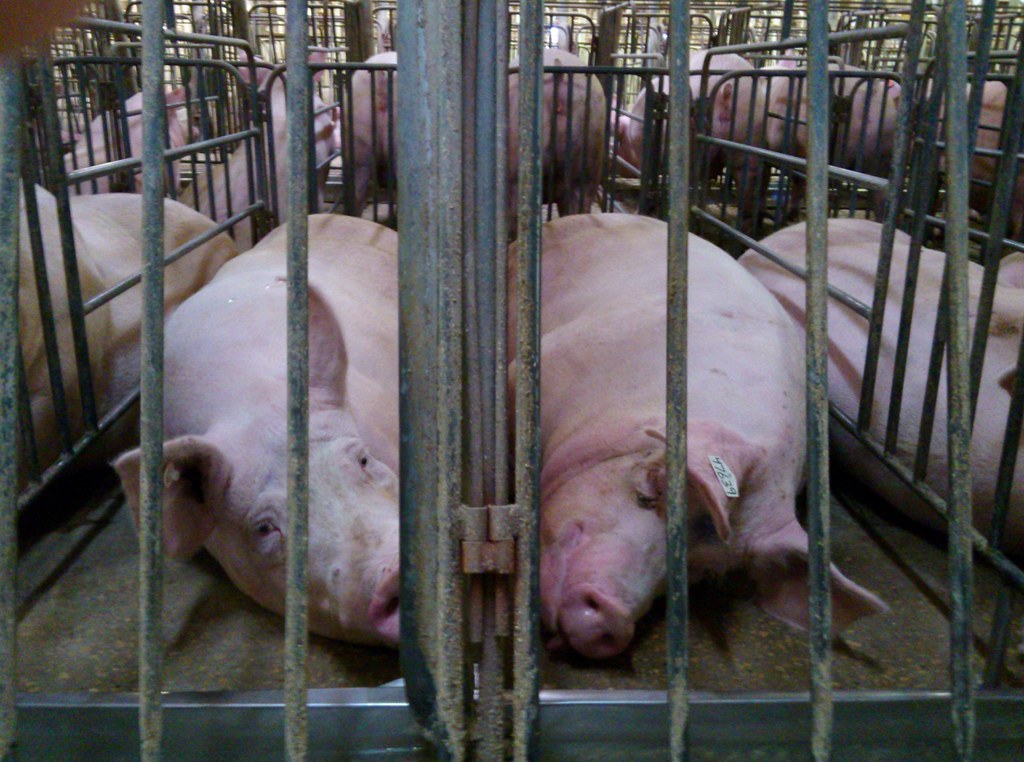 Pigs lie in tiny cages. Processing, refrigerating and transporting animal products consume vast quantities of fossil fuels.