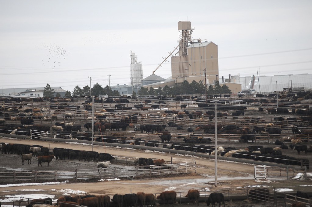 A feed lot. The key to animal agriculture’s contribution to climate change lies in its relative inefficiency as a supplier of nutrition for humans.