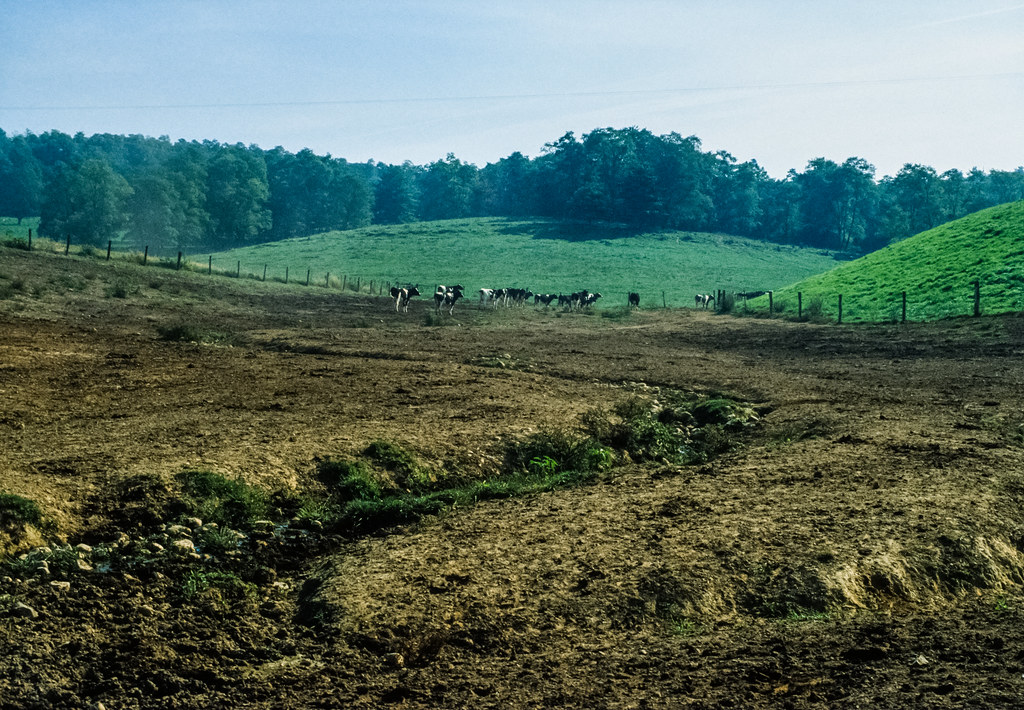 Cattle graze on denuded soil on deforested land.