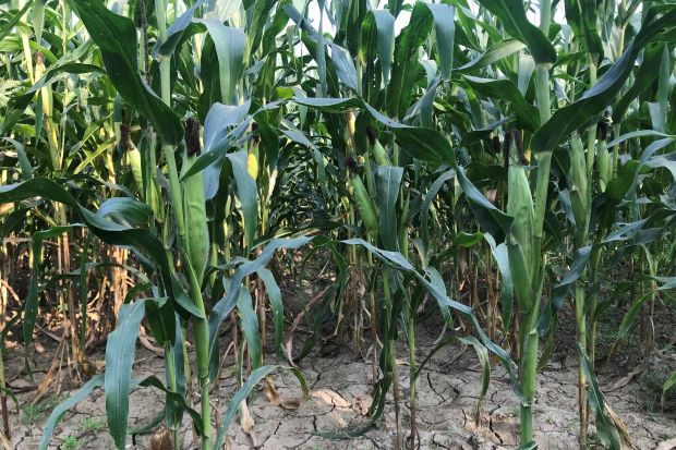 A field of corn grown for animal feed.